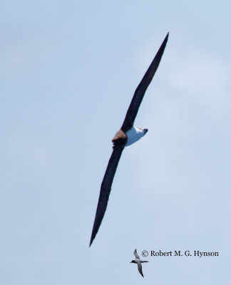 Tahiti Petrel