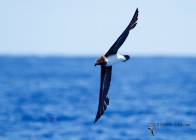 Tahiti Petrel