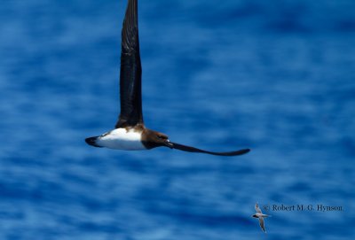 Tahiti Petrel