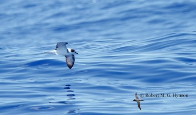 White-necked Petrel