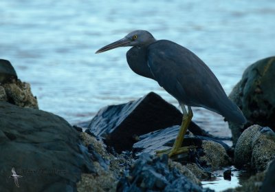 Eastern Reef-egret