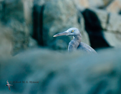 Eastern Reef-egret