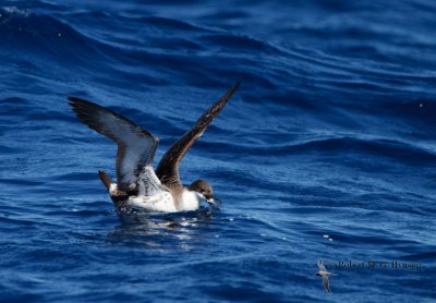 Great Shearwater