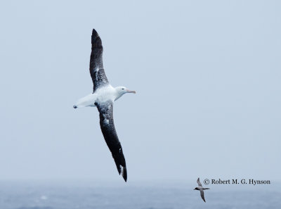 southern_royal_albatross2