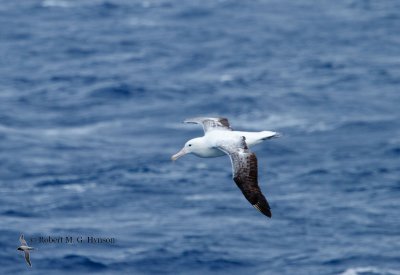 Southern Royal Albatross