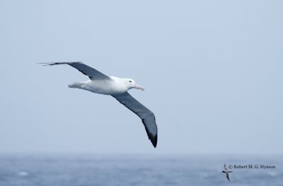 Southern Royal Albatross