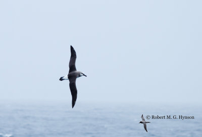 Grey-headed Albatross