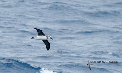 Grey-headed Albatross