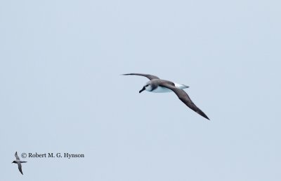 Grey-headed Albatross