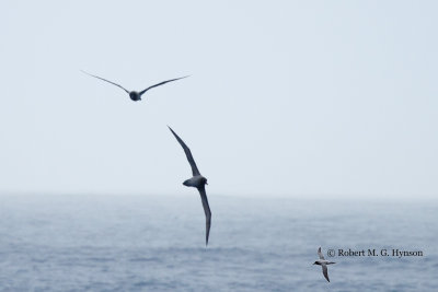 Light-mantled Sooty Albatross