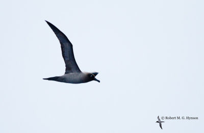 Light-mantled Sooty Albatross