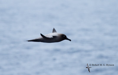 Light-mantled Sooty Albatross