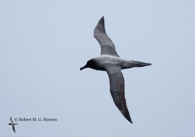 light-mantled_sooty_albatross