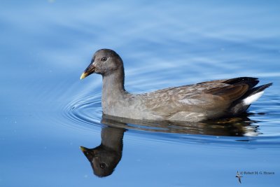 Dusky Moorhen