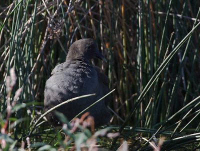 Dusky Moorhen