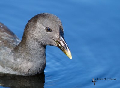 Dusky Moorhen