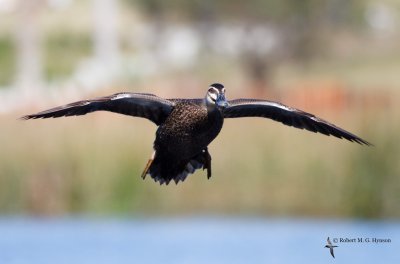 Pacific Black Duck