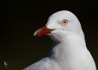 Silver Gull