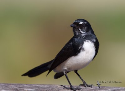 Willie Wagtail