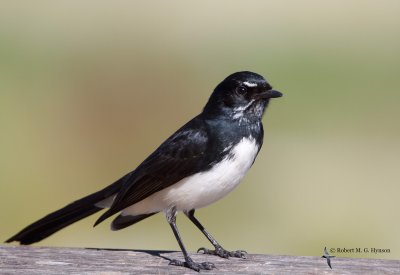 Willie Wagtail