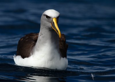 Buller's Albatross