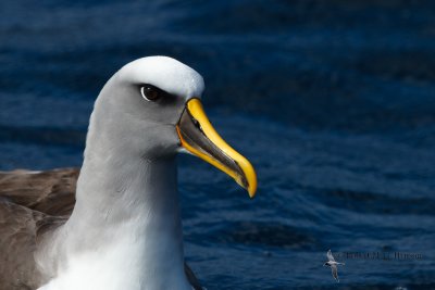 Bullers Albatross