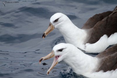 Campbell & Black-browed Albatross