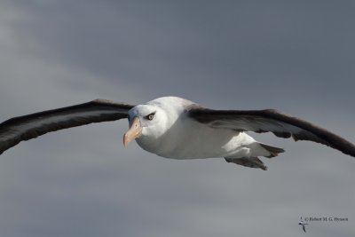 Campbell Albatross