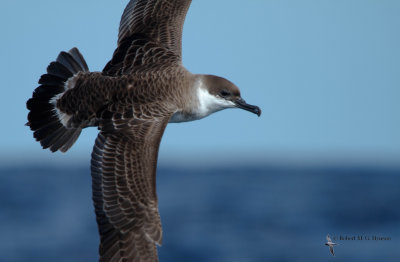 Great Shearwater