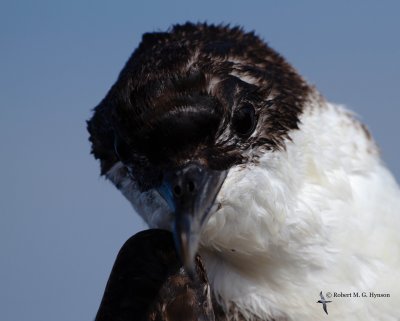 Great Shearwater