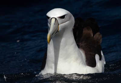 Shy Albatross