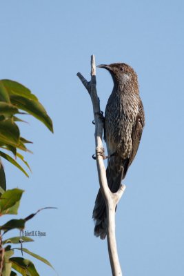 Little Wattlebird