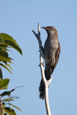 little_wattlebird