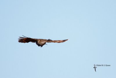Little Wattlebird