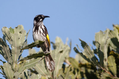 New Holland Honeyeater