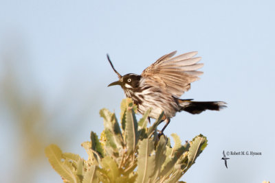 New Holland Honeyeater