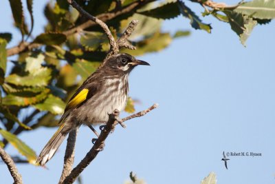 New Holland Honeyeater