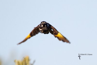 New Holland Honeyeater