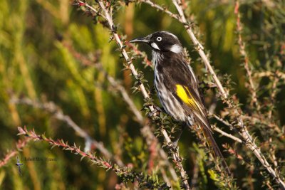 New Holland Honeyeater