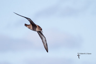 Sooty Shearwater