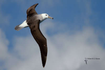 Black-browed Albatross