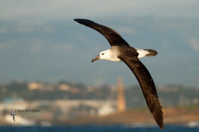 Black-browed Albatross