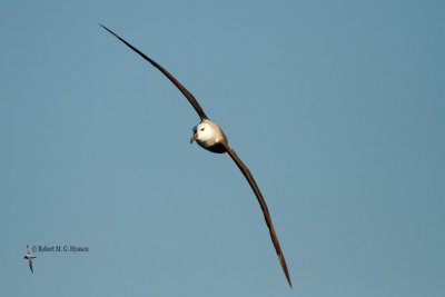 Black-browed Albatross