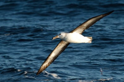 Black-browed Albatross