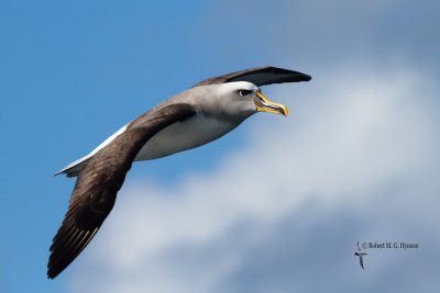 Buller's Albatross