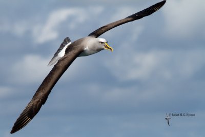 Buller's Albatross