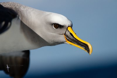 bullers_albatross