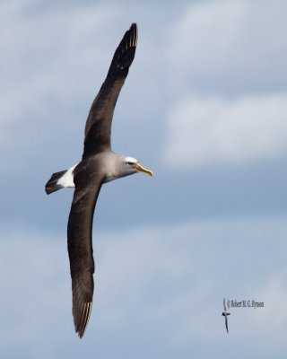 Buller's Albatross