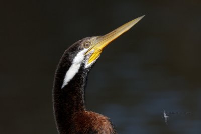 cormorants_shags_and_darter