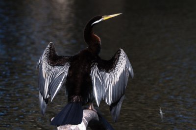 Darter